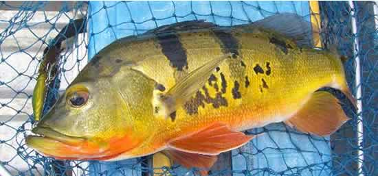 マレーシアピーコックバスフィッシングツアー！海外釣りの専門店