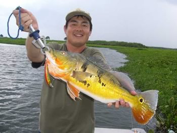 マレーシアピーコックバスフィッシングツアー！海外釣りの専門店