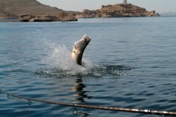 エジプト　ナイルパーチフィッシング　海外釣り専門旅行