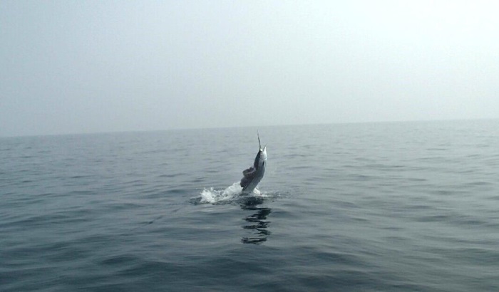 2015NsZCtBbVނ艓_ccA[_COނ嗷sЃrbNgEg